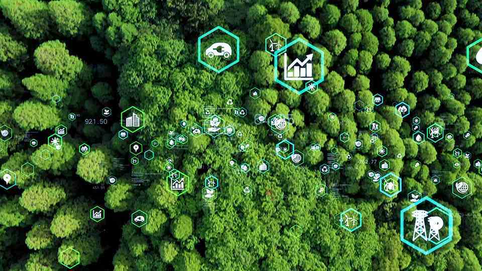 A forest with icons all around it