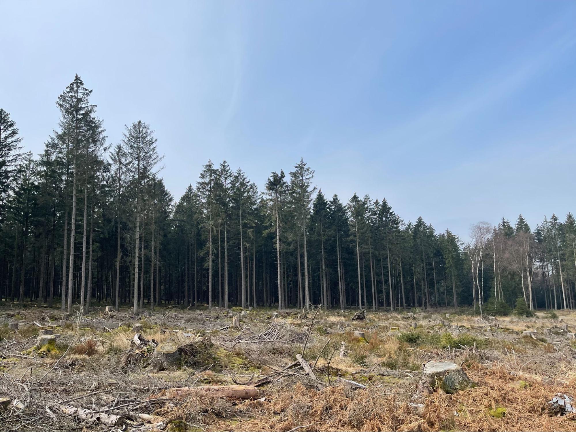 trees planted in forest