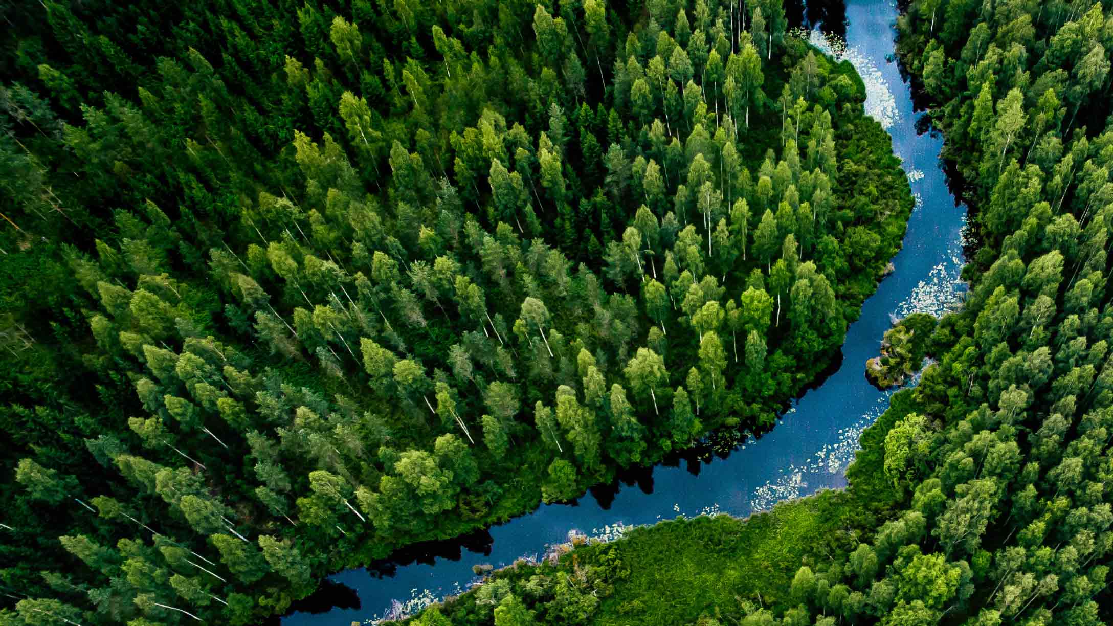 Foto de un río entre árboles verdes