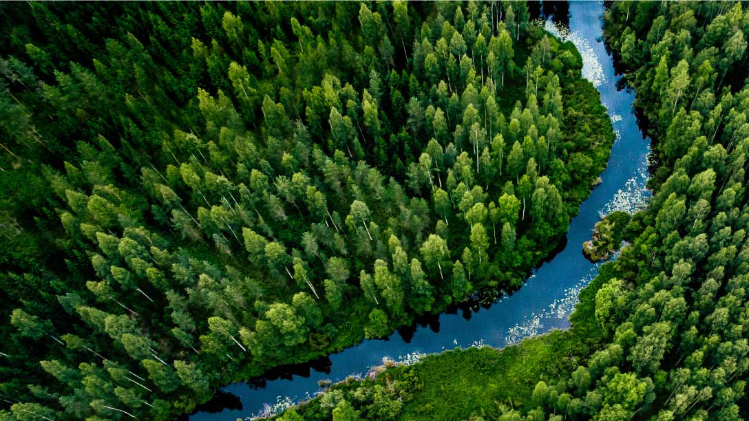 road surrounded by green trees